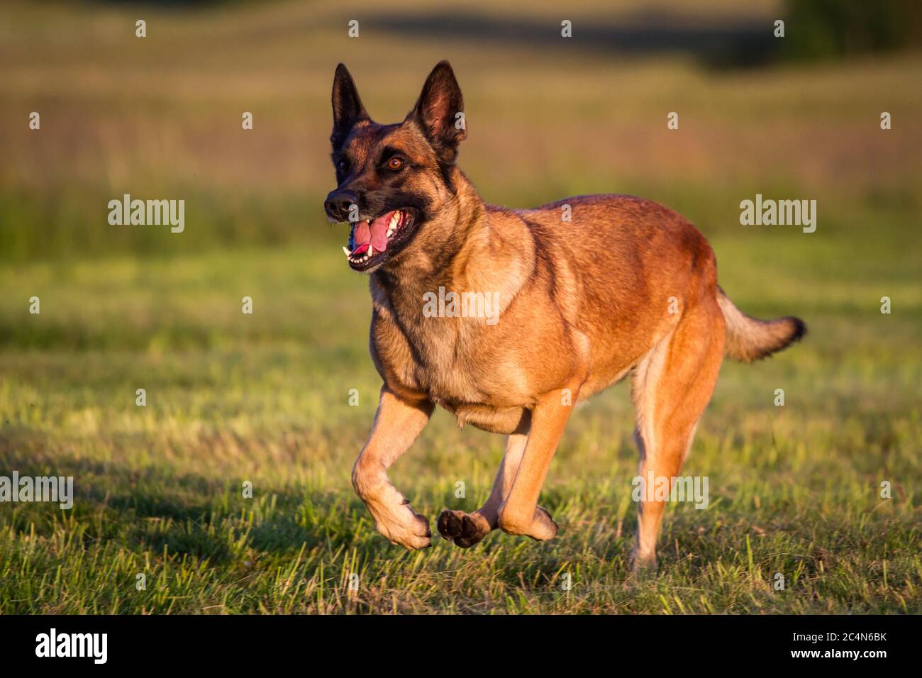 Belgian Shepherd Dog (Malinois) running Stock Photo