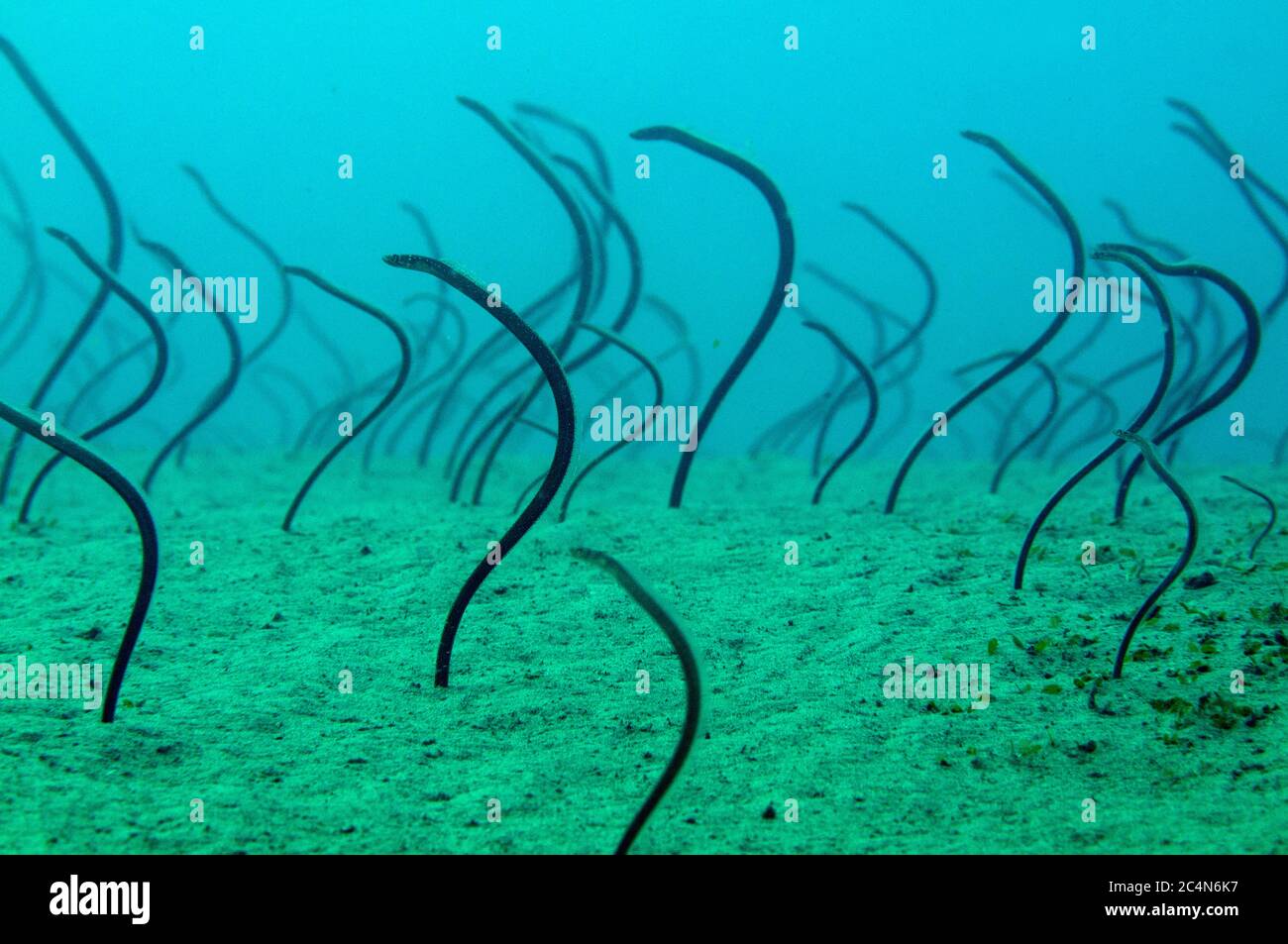 School of Spaghetti Garden Eels, Gorgasia maculata, Blue Water Muck dive site, Uhak River, near Uhak village, Wetar Island, near Alor, Indonesia Stock Photo