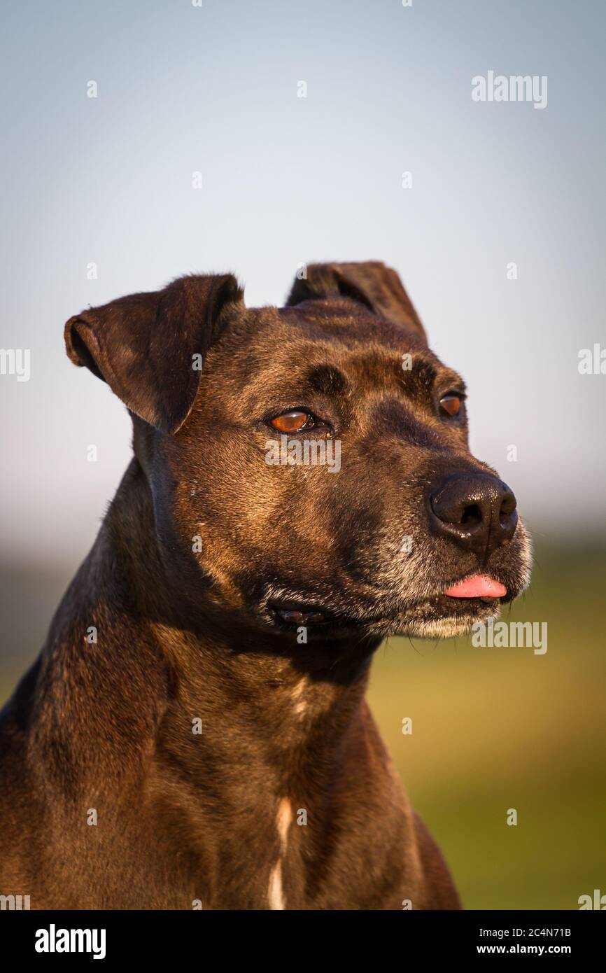 Pit Mixed With Razorback Portrait of a Pit Bull mixbreed dog Stock Photo - Alamy