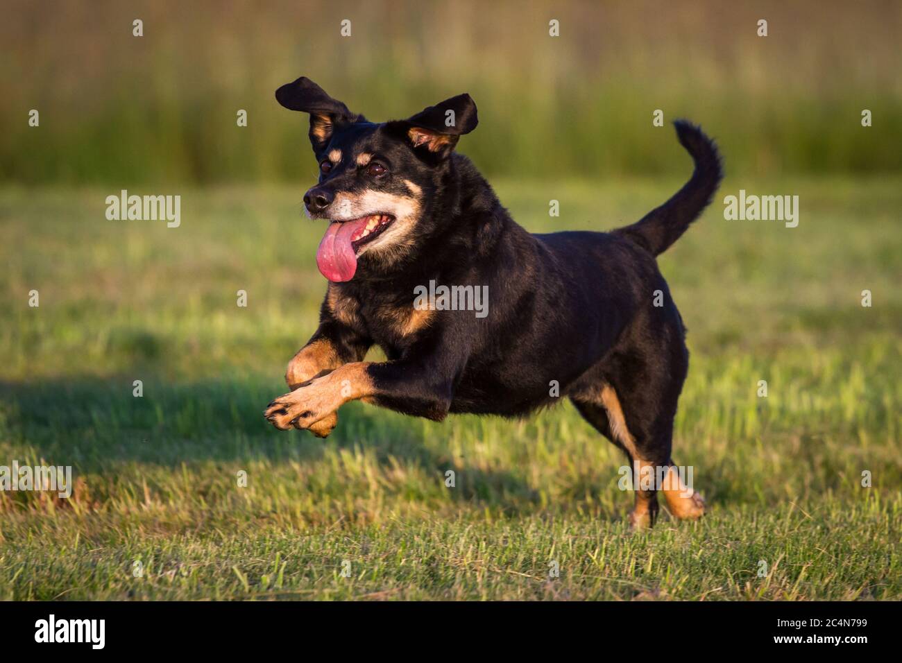 Are Austrian Pinscher Hypoallergenic