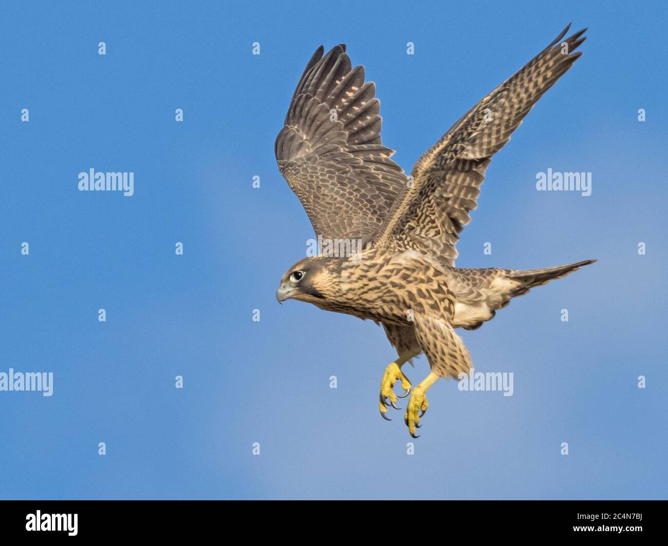 Peregrine falcon juvenile hi-res stock photography and images - Alamy