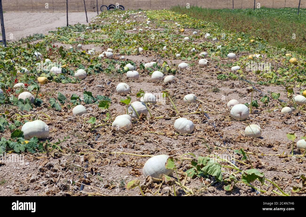 Field of ripe white pumpkins growing on the ground in a farm Stock ...
