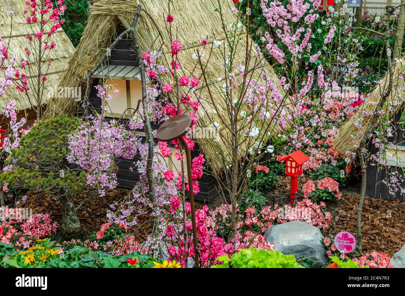 Sakura Matsuri 2020 at Gardens by the Bay flower dome Stock Photo