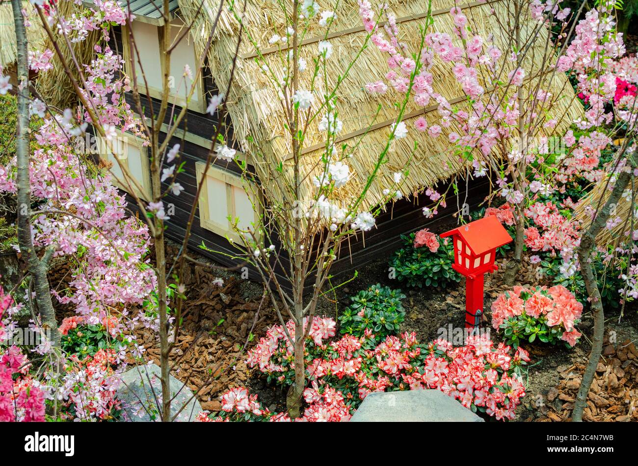 Sakura Matsuri 2020 at Gardens by the Bay flower dome Stock Photo