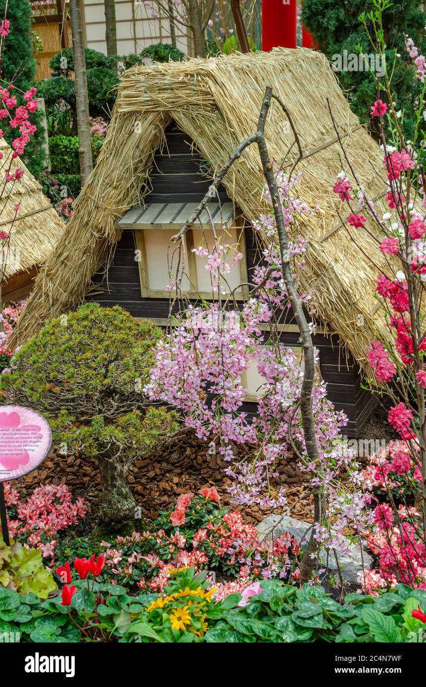 Sakura Matsuri 2020 at Gardens by the Bay flower dome Stock Photo