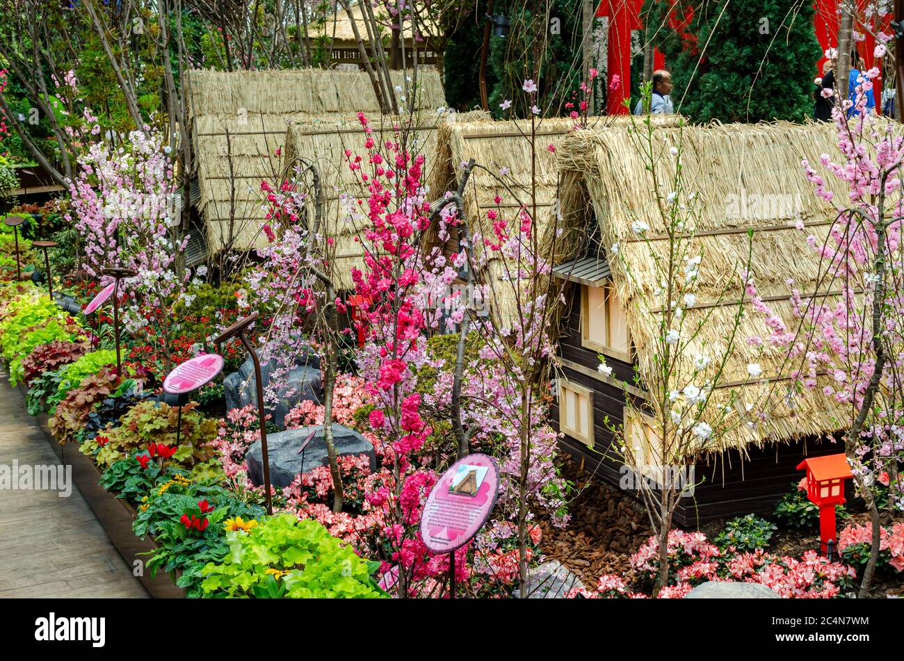 Sakura Matsuri 2020 at Gardens by the Bay flower dome Stock Photo