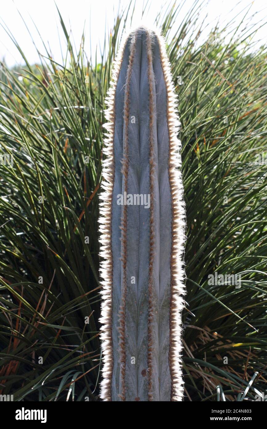 Kaktus pilosocereus pachycladus Stock Photo - Alamy