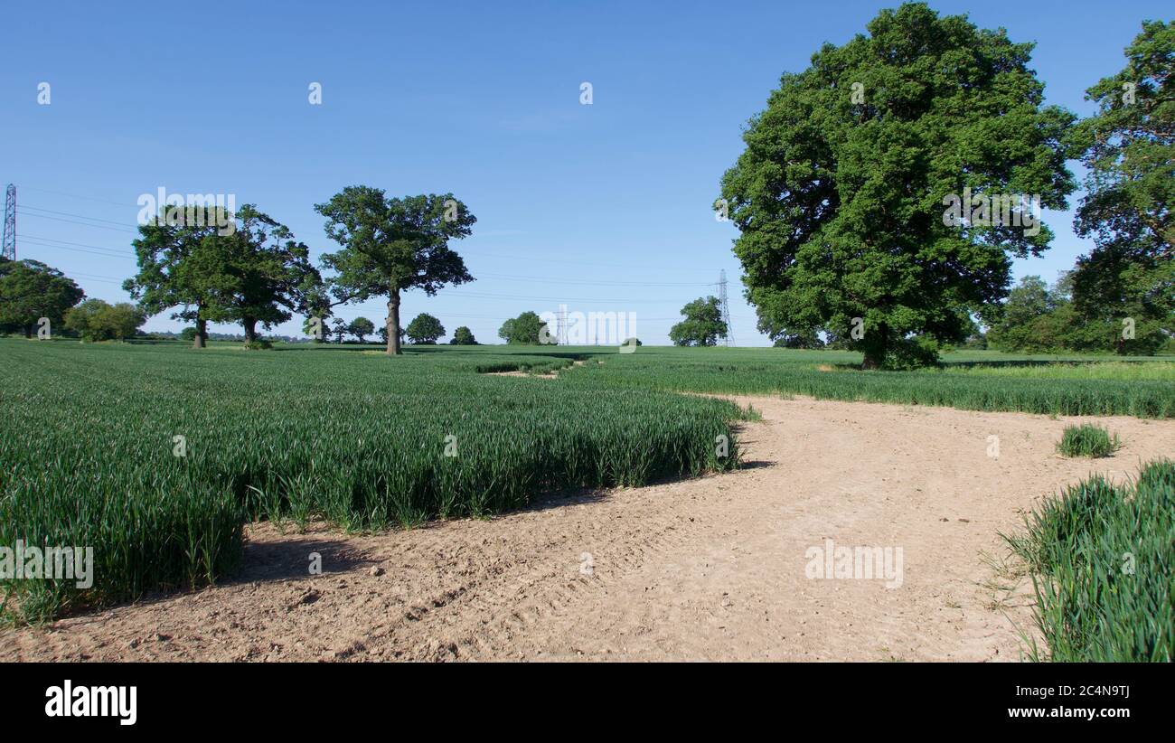 Pathway through cornfield in spring with blue sky in background Stock Photo
