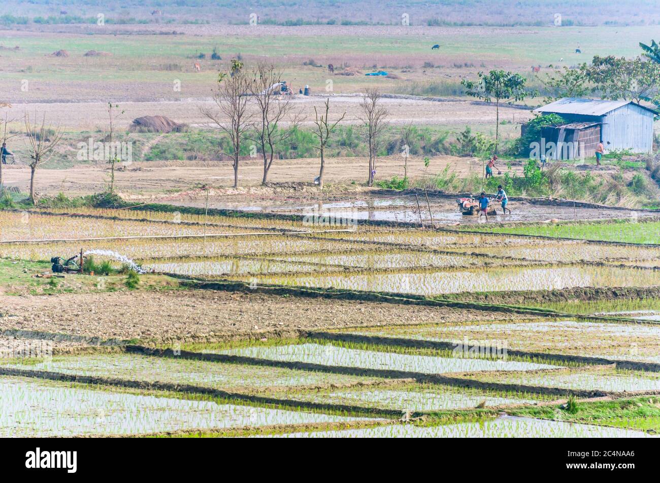 Landscape of Indian rice fields with labor people working. Stock Photo
