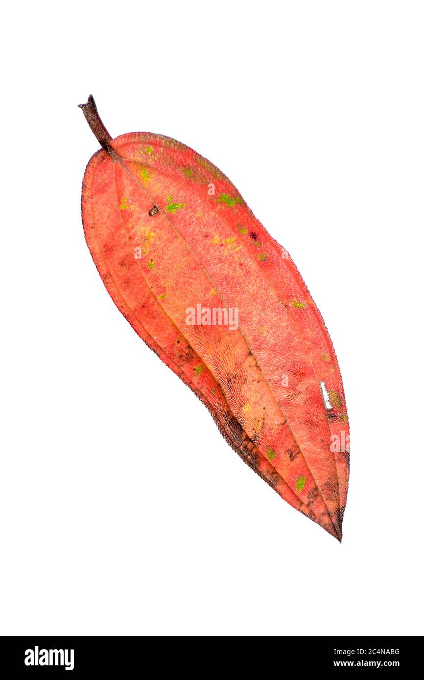 Natural fallen dry leaf in autumn. HD Image and Large Resolution. can be used as desktop wallpaper Stock Photo