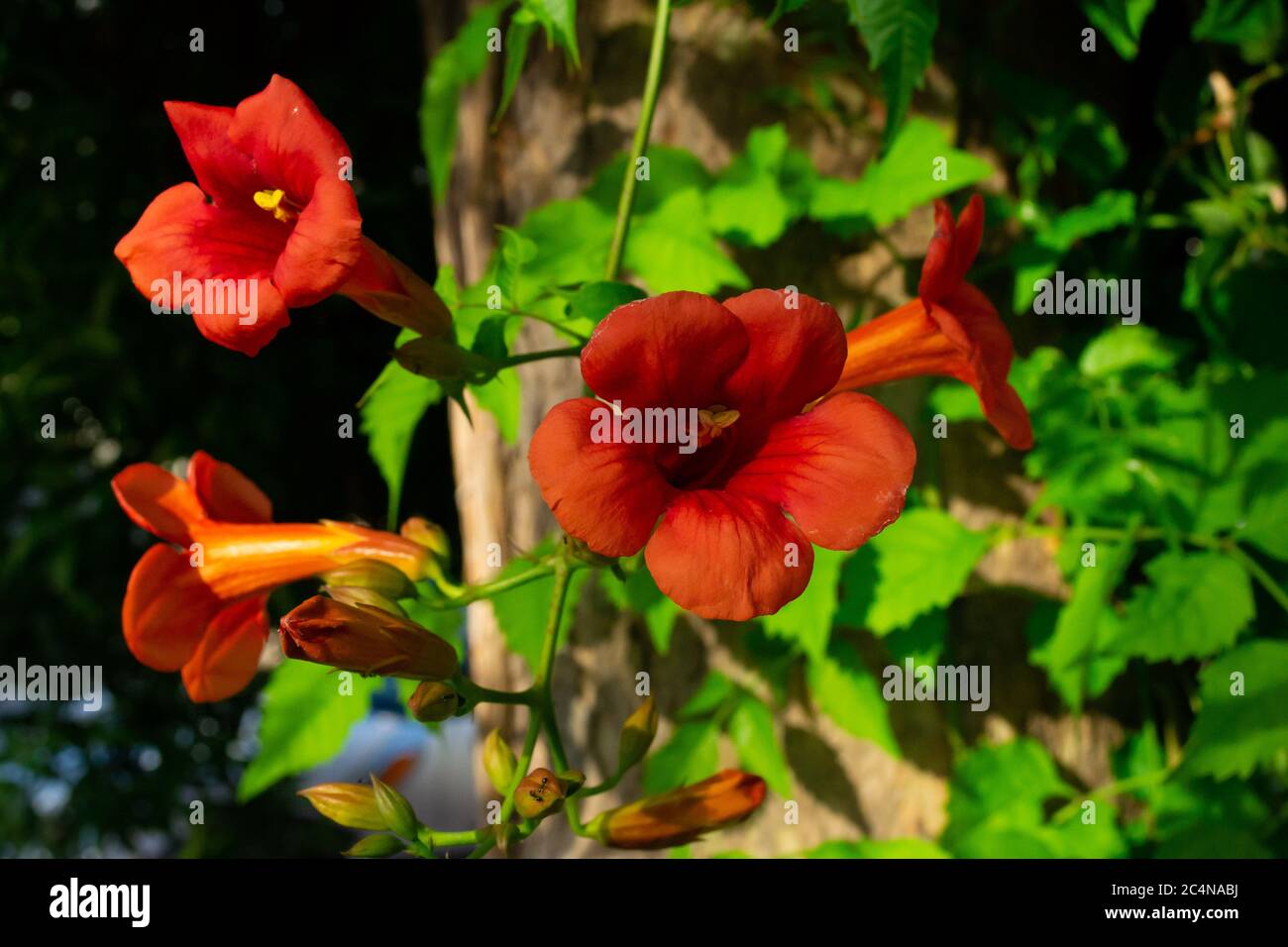 Chinese trumpet creeper stock photo. Image of green, motherly