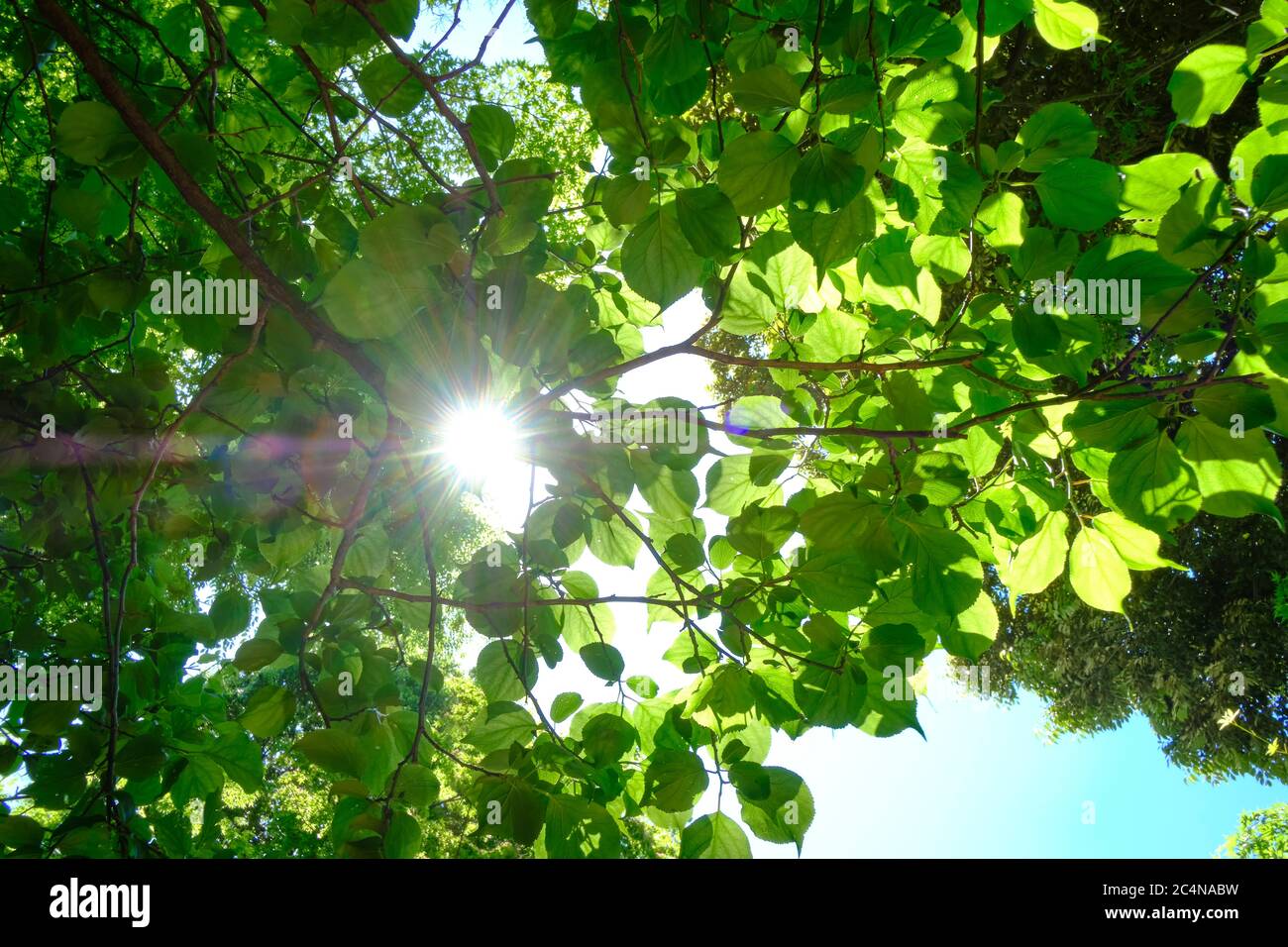 The sun shining through the spring green leaves of a tree in a Japanese garden, in Tokyo. Stock Photo