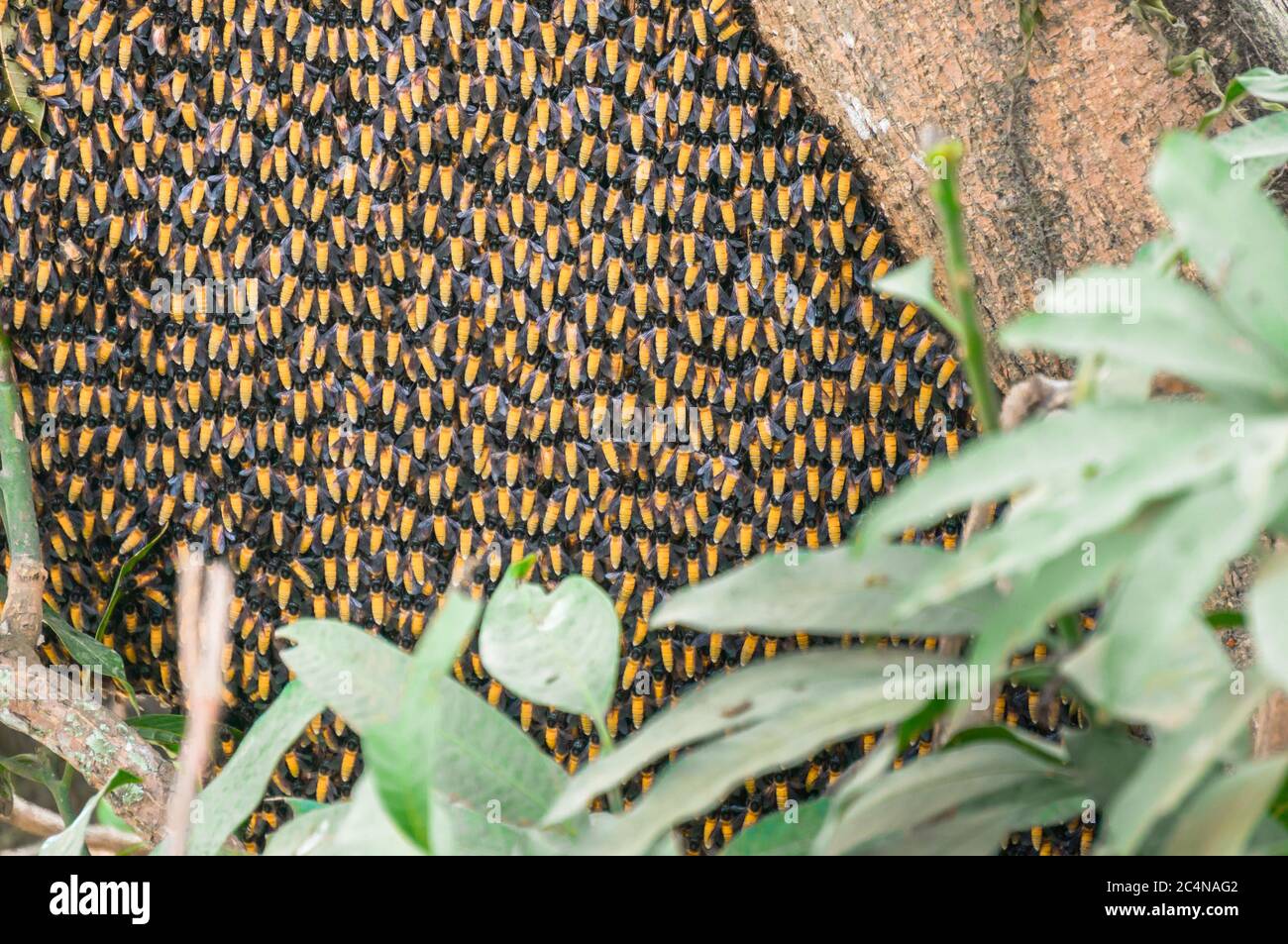 Close view of hive of giant Asian honey bees nesting on tree. Apis dorsata. Stock Photo