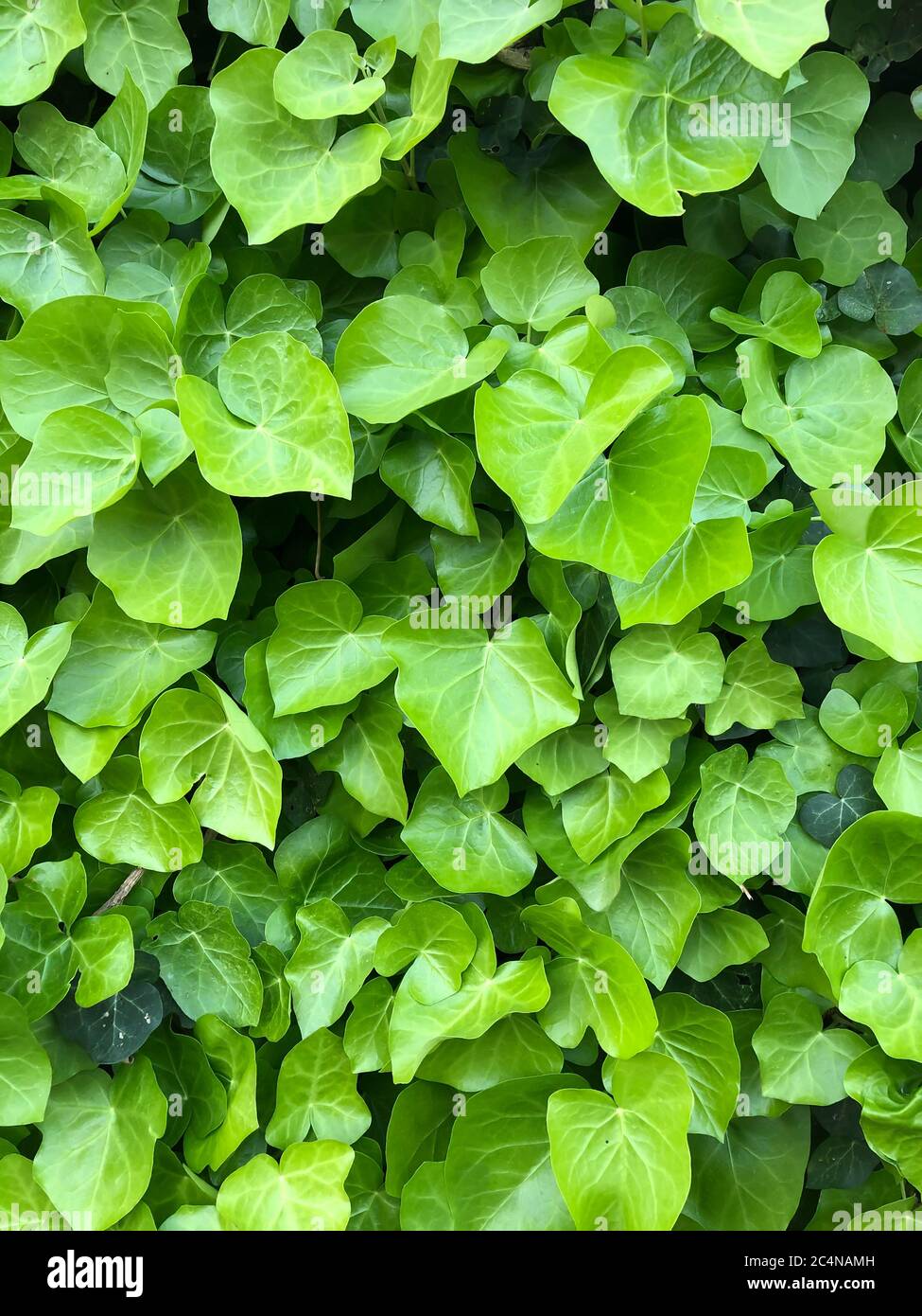 Ivy Photos Download The BEST Free Ivy Stock Photos  HD Images
