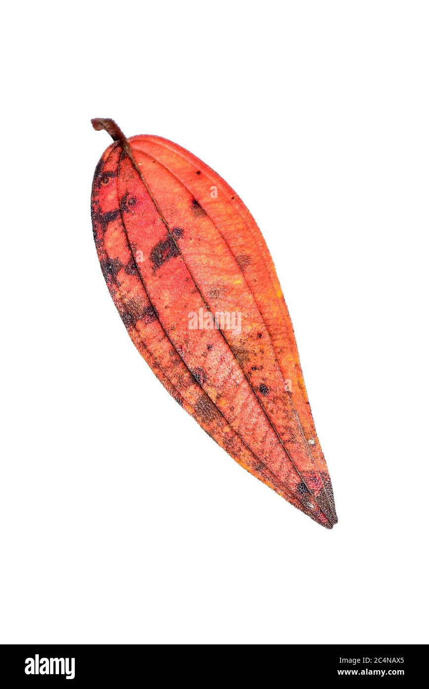 Natural fallen dry leaf in autumn. HD Image and Large Resolution. can ...