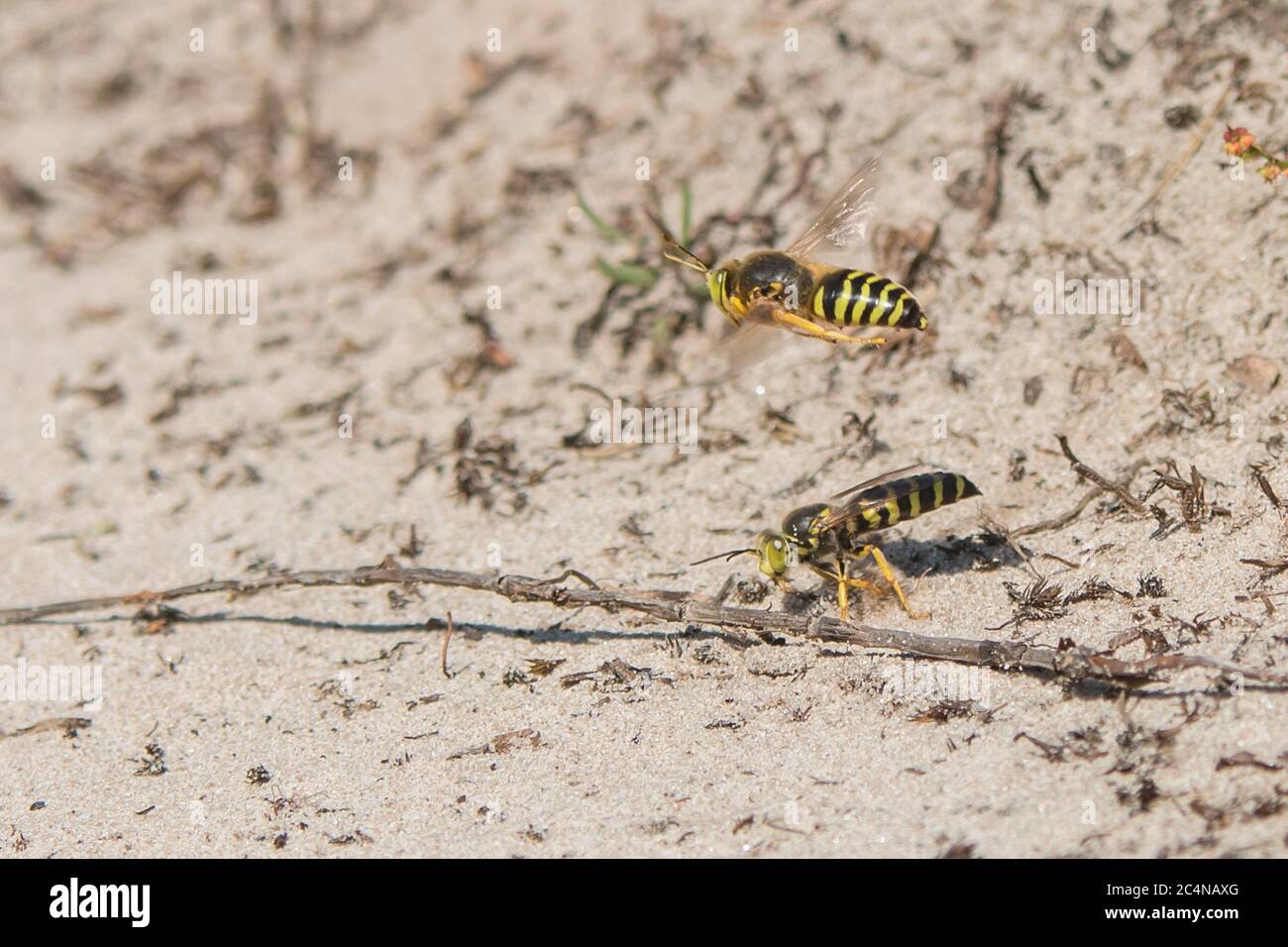 sand wasps searching for nest tunnels Stock Photo