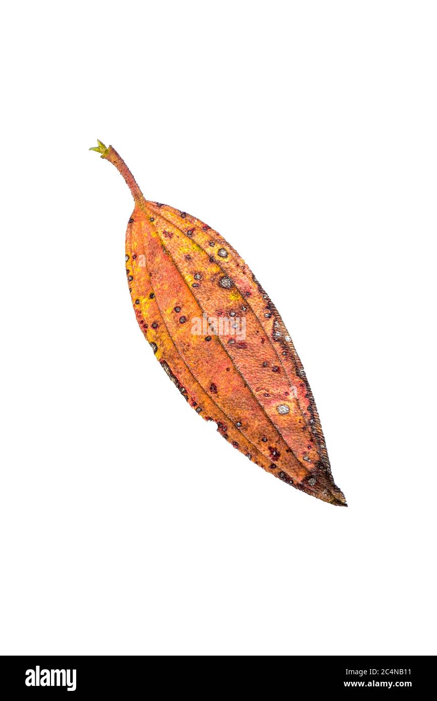 Natural fallen dry leaf in autumn. HD Image and Large Resolution. can be used as desktop wallpaper Stock Photo