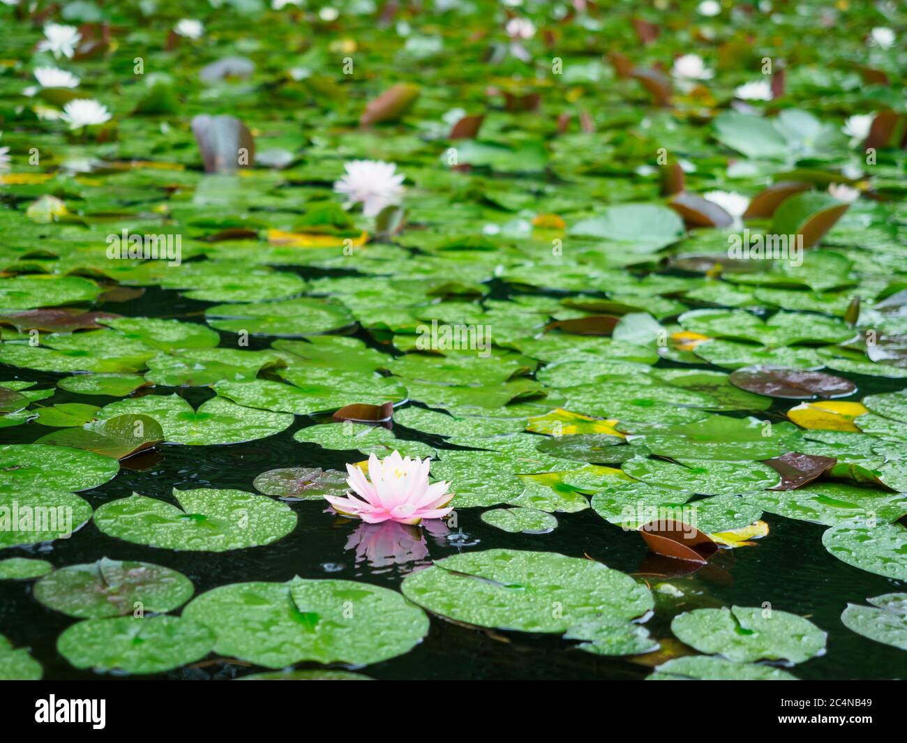 Japanese Water Flowers