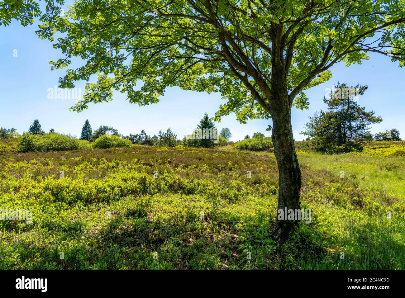 Niedersfelder Bergheide, High Heath, nature reserve Neuer Hagen, landscape on the Langenberg, near Niedersfeld, in the Hochsauerlandkreis, highest mou Stock Photo