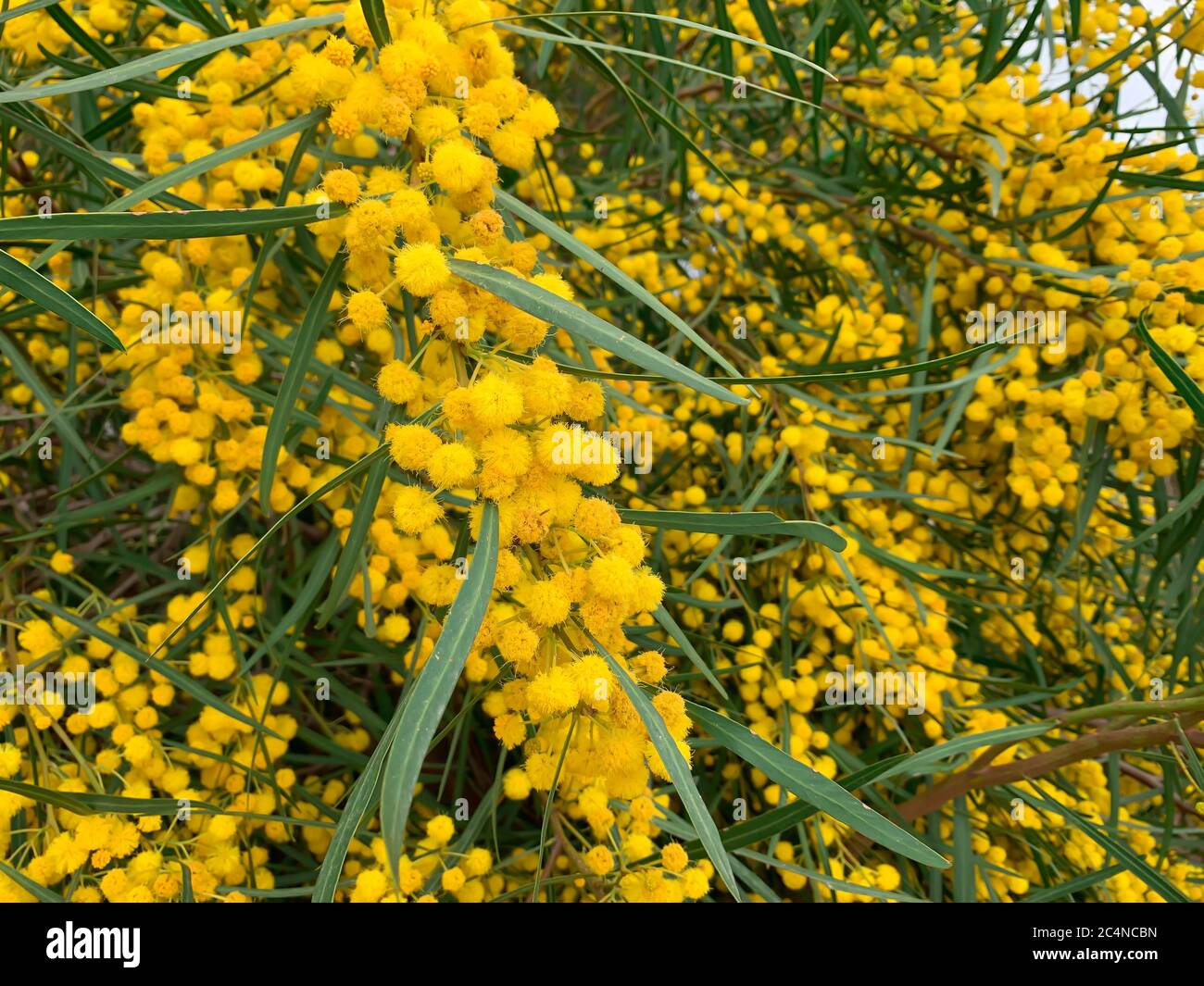 Close up floral yellow fluffy mimosa bunches tree spring flowers acacia ...
