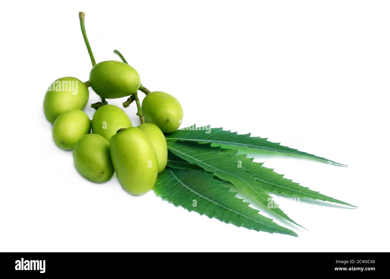 Medicinal neem leaves with fruit over white Background Stock Photo
