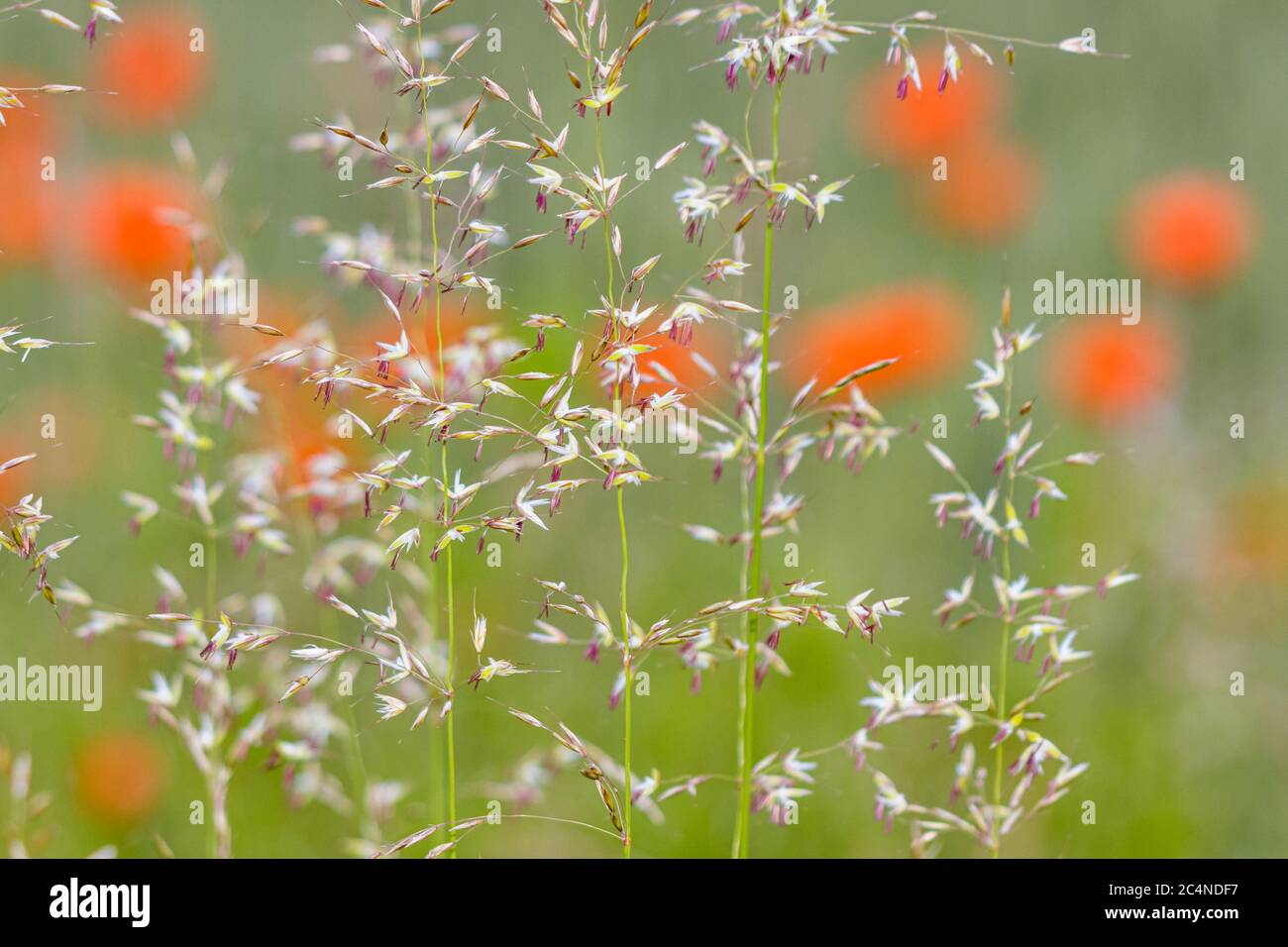 grass with corn poppy Stock Photo