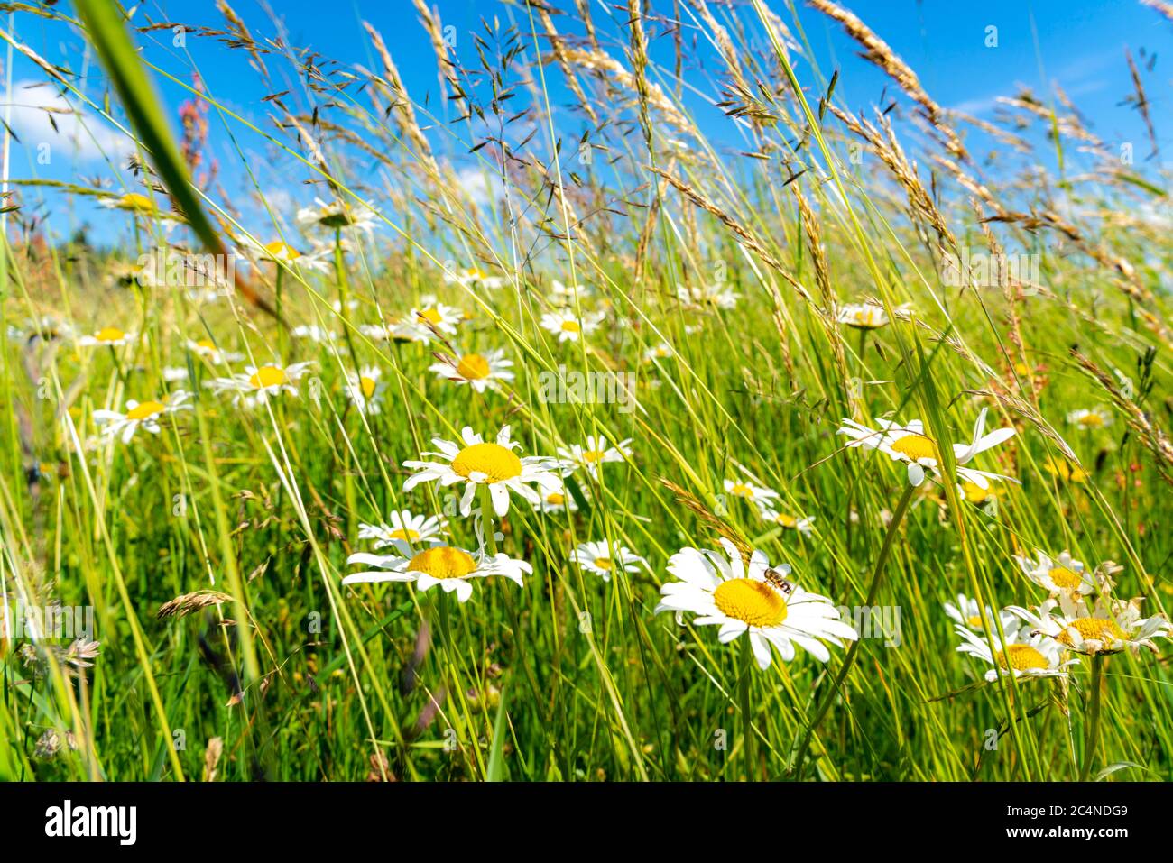 Landschaft, Weide mit hohem Gras, Margeriten, Sommer im Hochsauerlandkreis, NRW. Deutschland Stock Photo