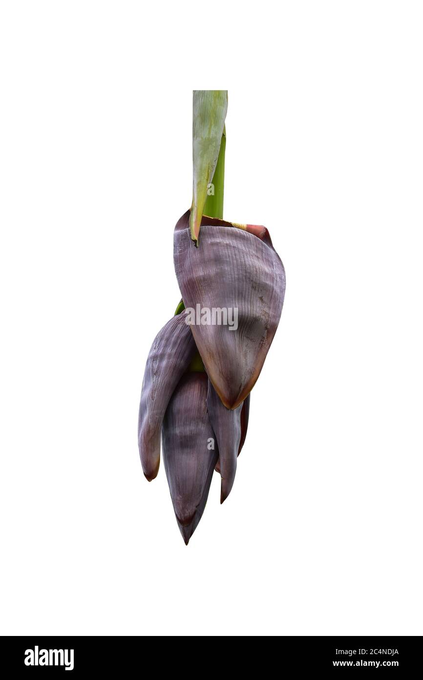 banana blossom, banana flower or also called young banana, can be used
