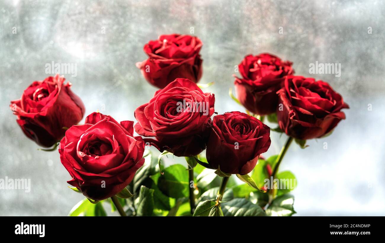 7 roses clearance