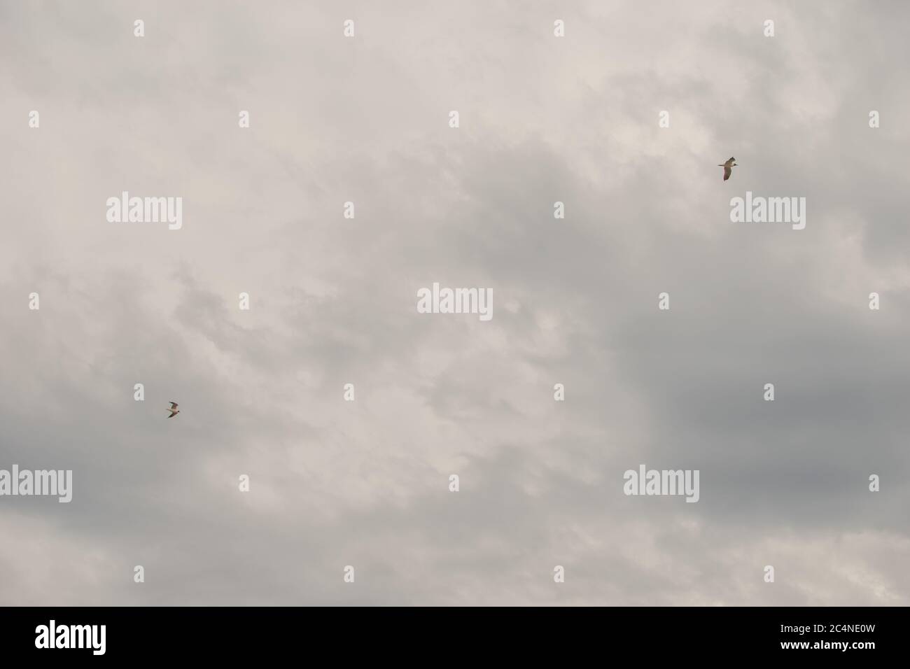 Low angle shot of a white cloudy sky with a flock of birds Stock Photo ...
