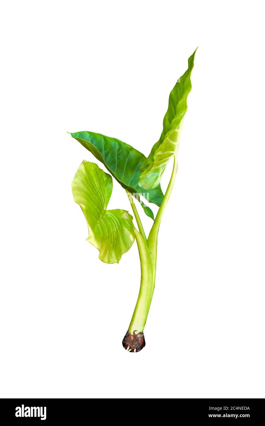 Large heart shaped green leaves of Elephant ear or taro (Colocasia species) the tropical foliage plant isolated on white background, clipping path inc Stock Photo