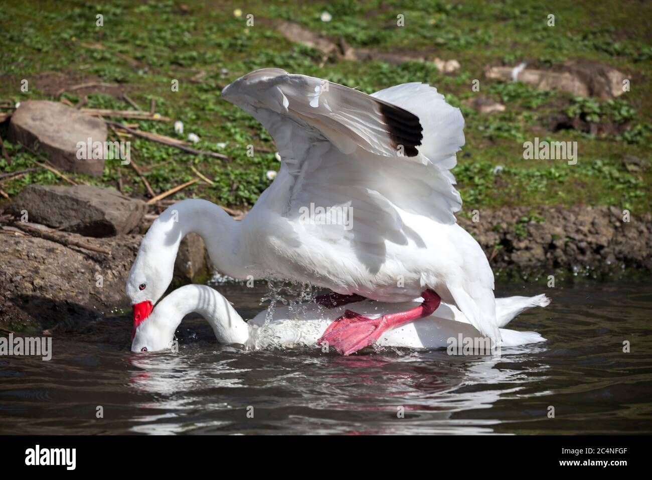 Matroos kleding boeket Coscoroba Swans mating a small white waterfowl species of swan found in  South America Stock Photo - Alamy