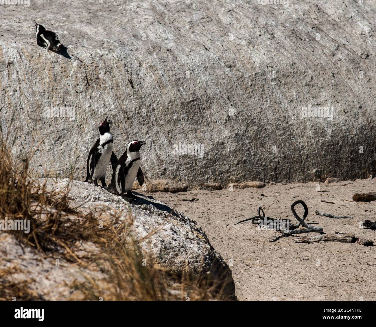 Penguins, Cape Town South Africa Stock Photo - Alamy
