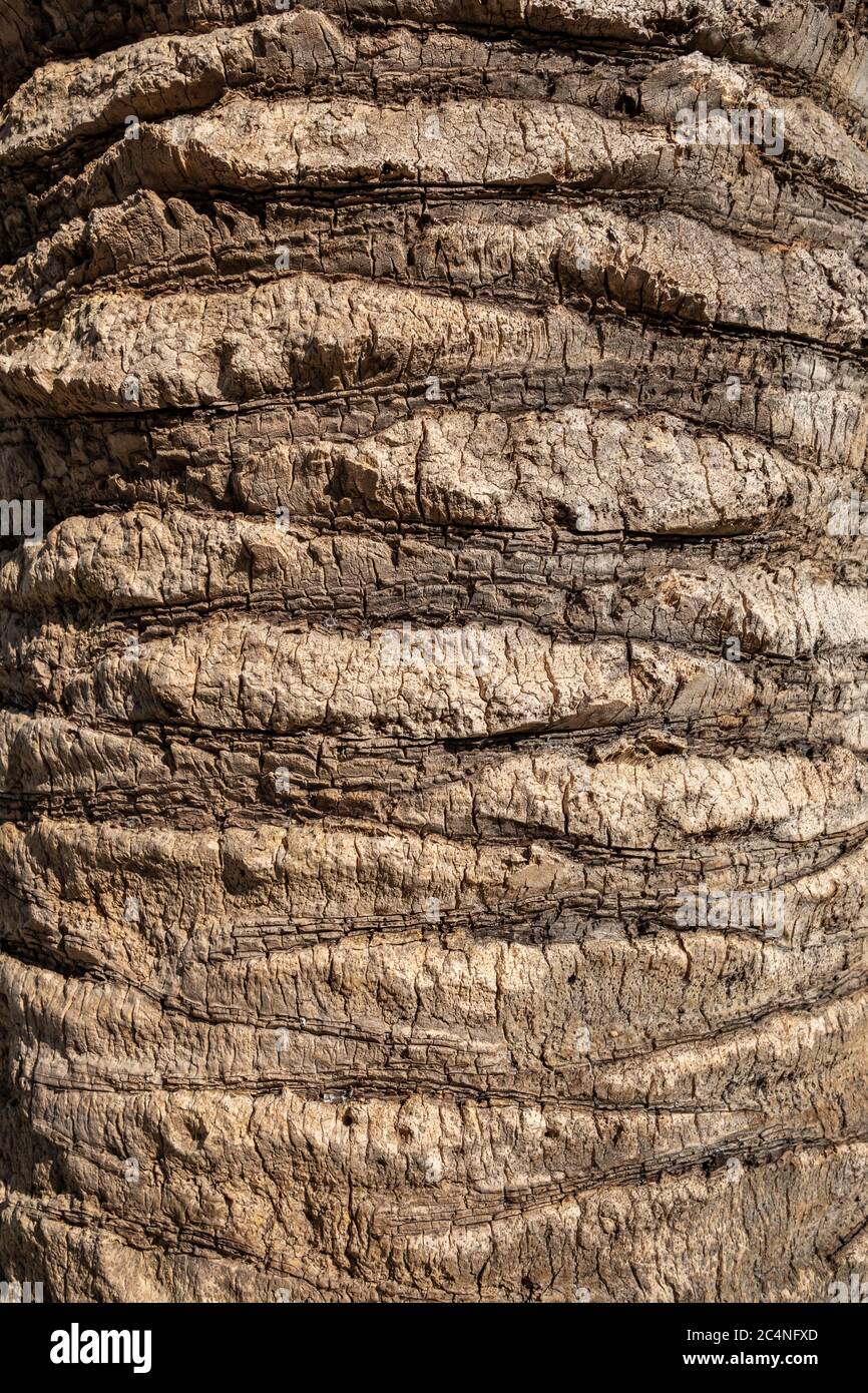 Palm tree bark texture Stock Photo Alamy