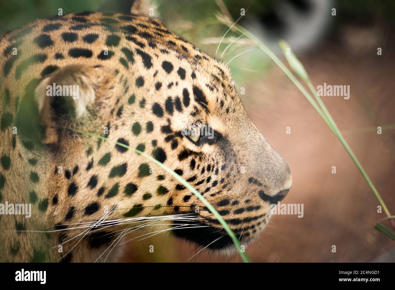 Leopard, South Africa game preserve The leopard is one of the five