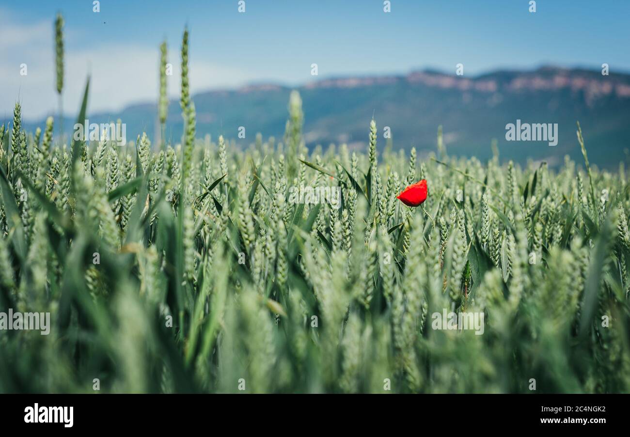 Beautiful scenery of a single red poppy flower in a field Stock Photo ...