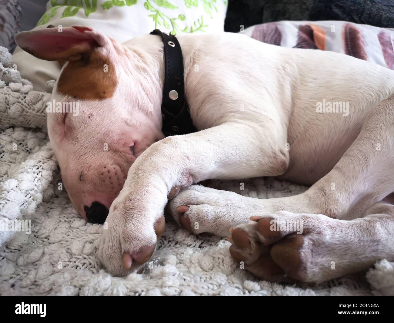Cute white English bull terrier puppy sleeping. Bullterrier dog Stock Photo