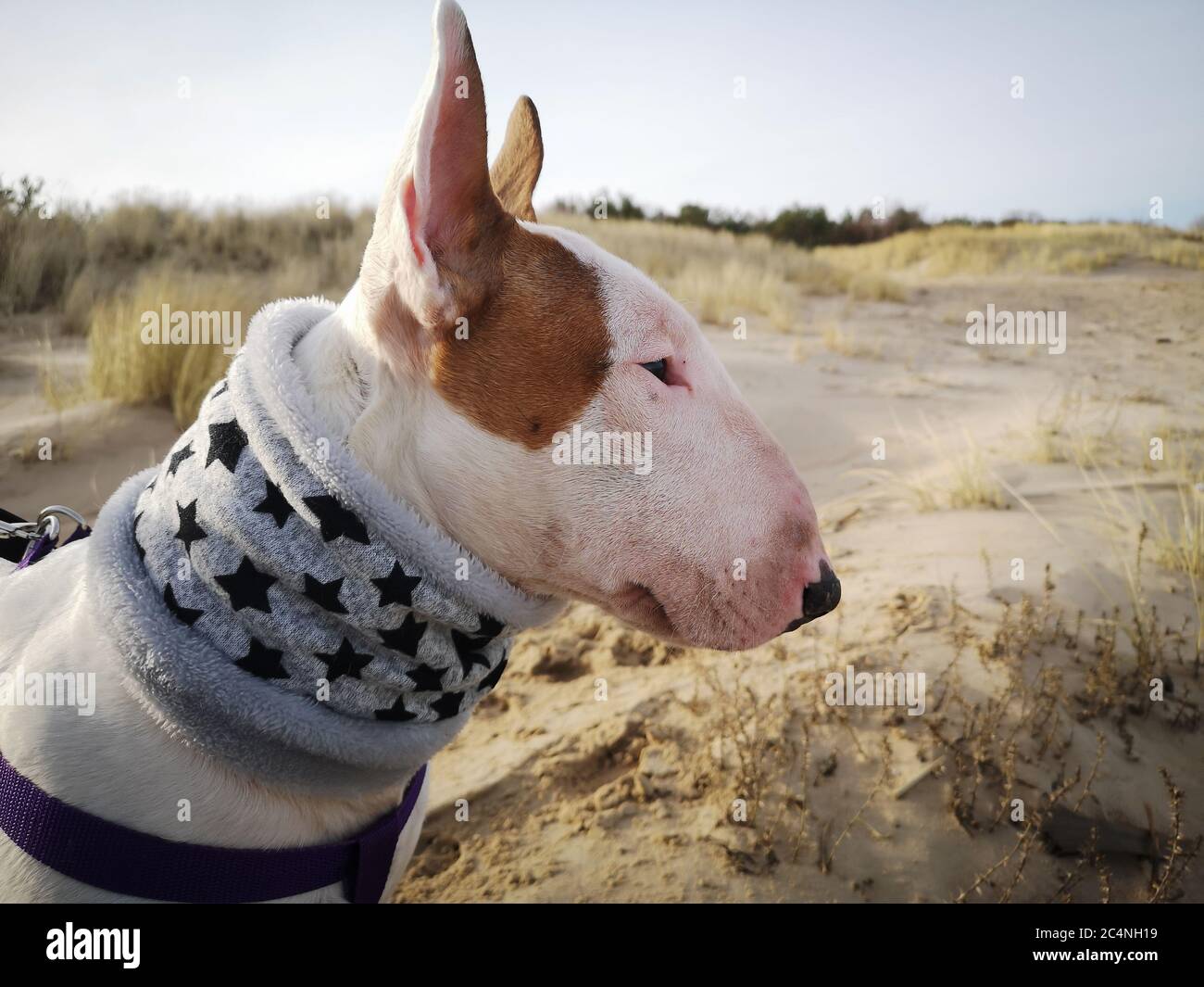 fawn english bull terrier