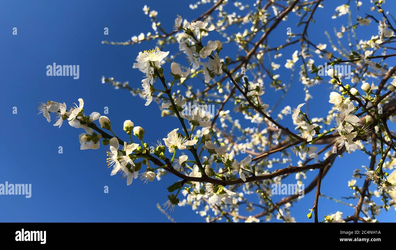 Sakura cherry blossom flower on blue sky background Stock Photo - Alamy