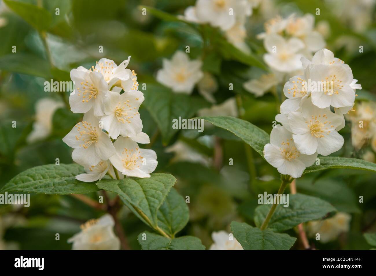 Philadelphus branch with white flowers Stock Photo