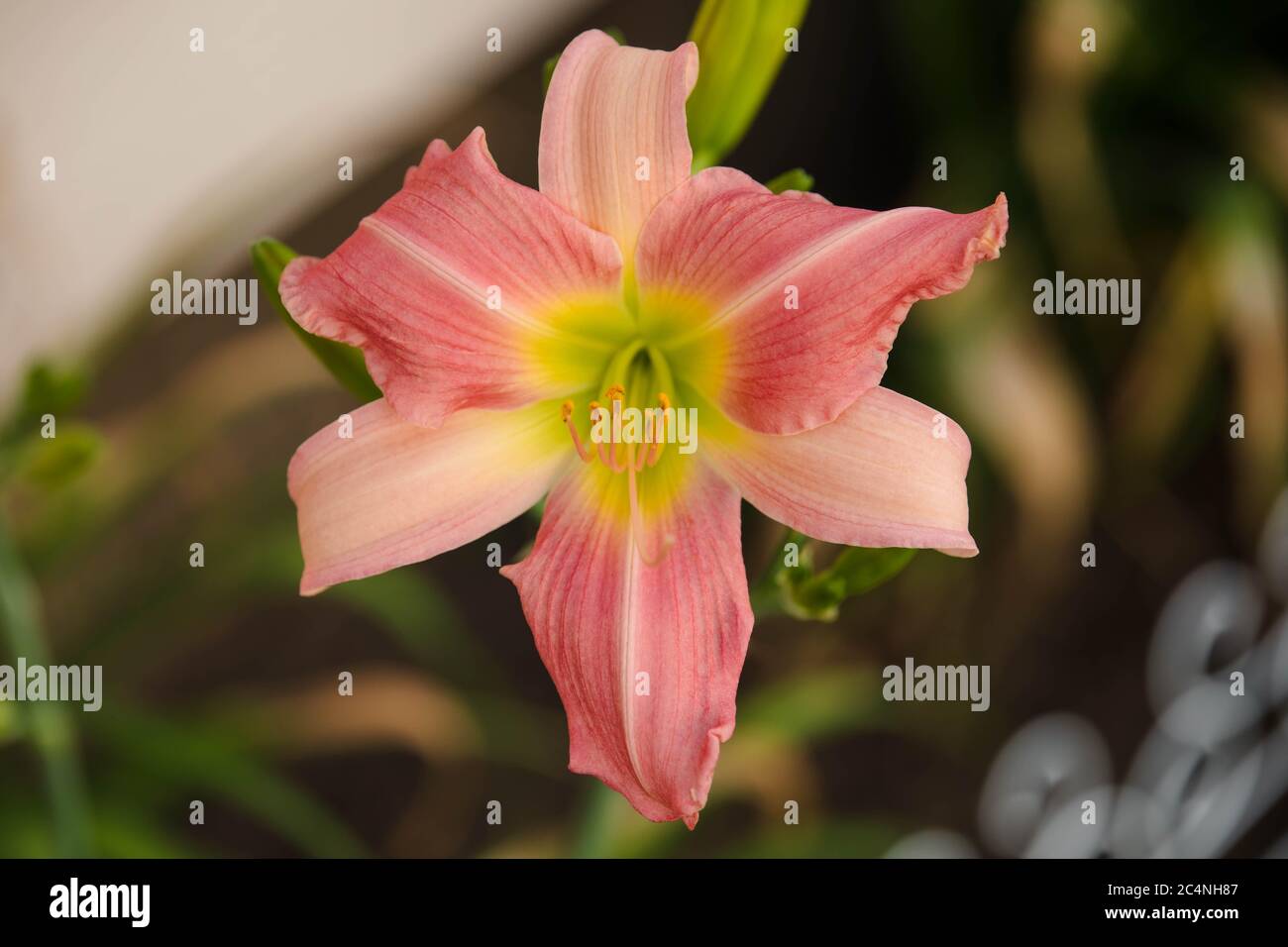 first pink and yellow lily blooming in the Lily garden Stock Photo Alamy