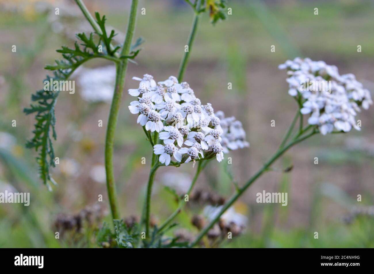Blooming common yarrow, Achillea millefolium Stock Photo