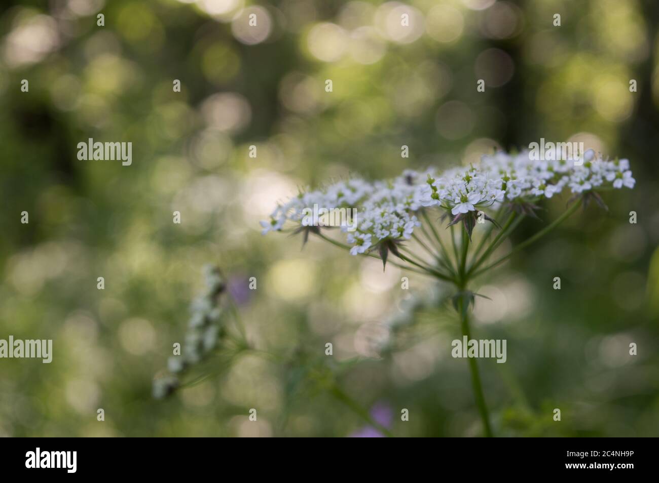 Blooming common yarrow, Achillea millefolium in the nature, soft focus Stock Photo