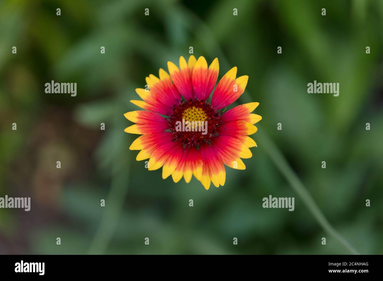 Vibrant yellow wildflowers hires stock photography and images Alamy