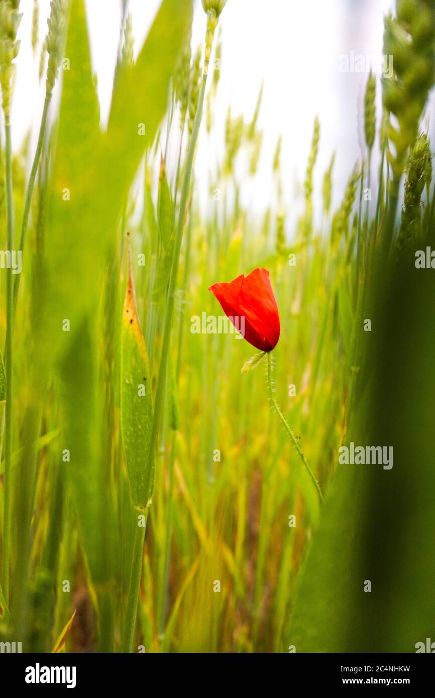 Vertical shot of green wheat field with a single red poppy on white sky ...