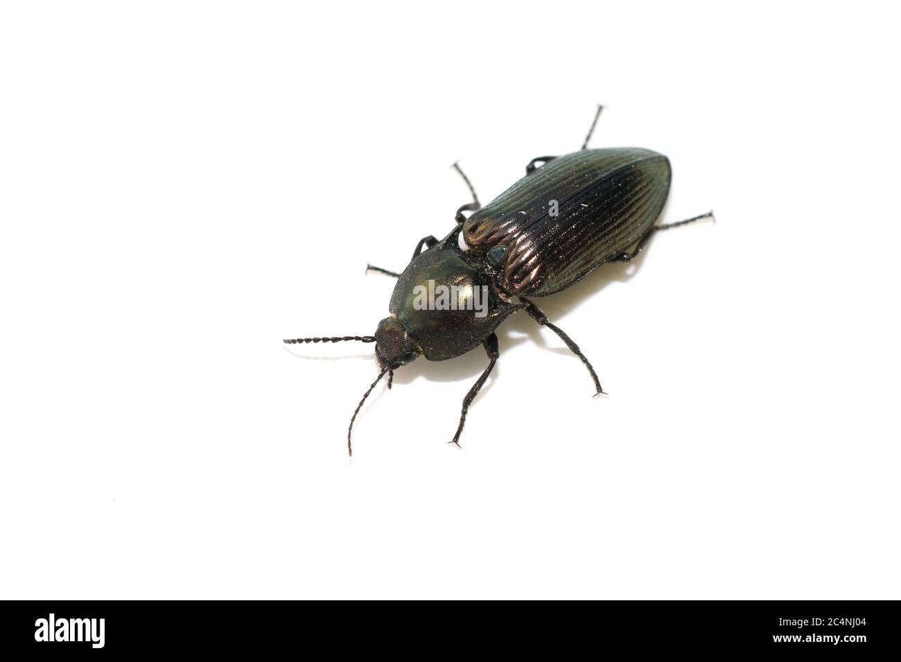 The click beetle Selatosomus aeneus isolated on white background Stock Photo