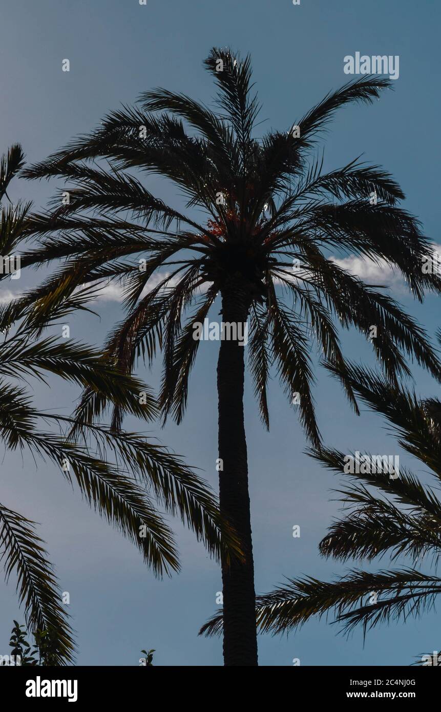 Low angle shot of a palm tree under a blue sky Stock Photo - Alamy