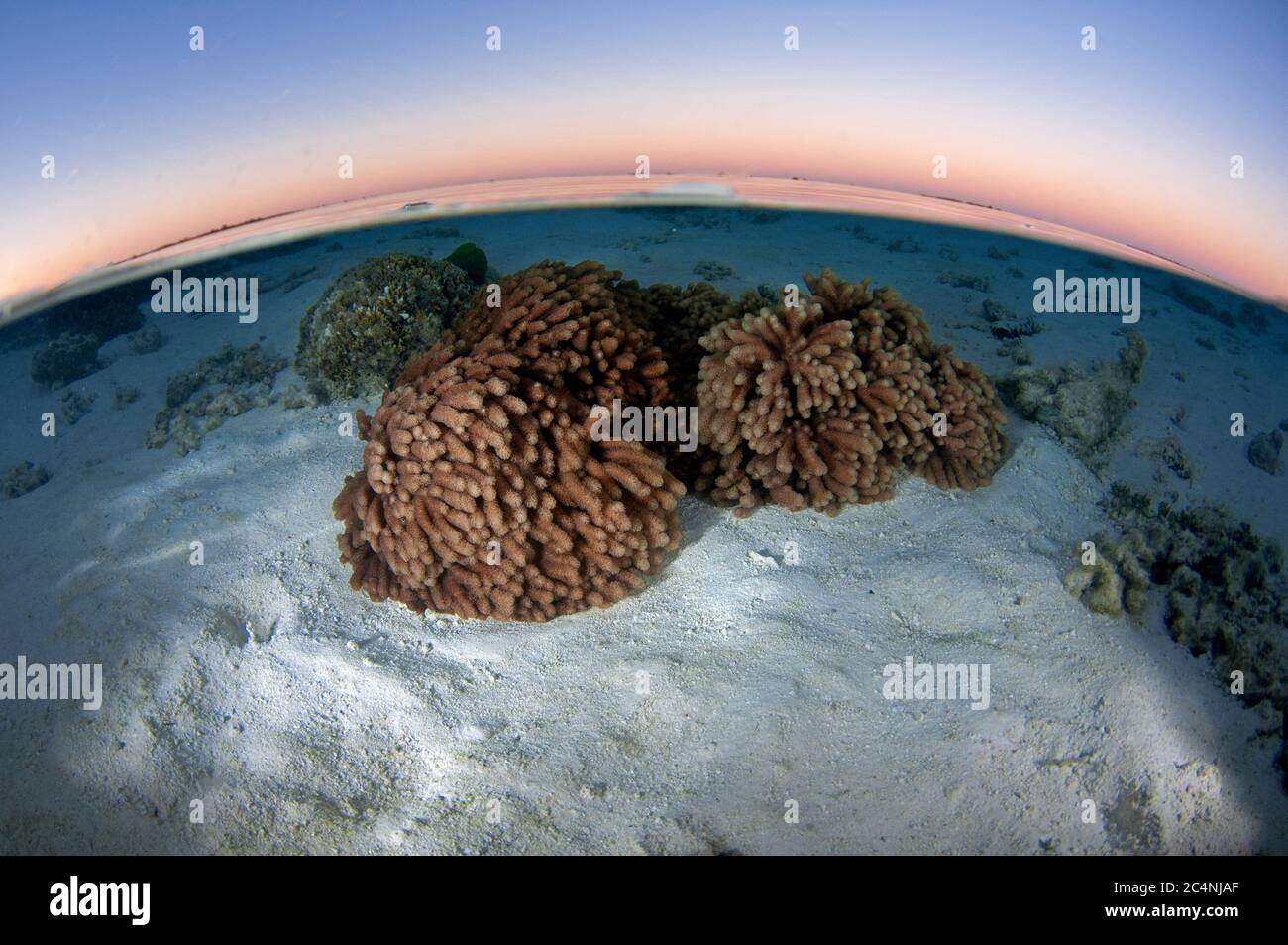 Brown algae, Caulerpa sp., at sunset, Heron Island, Great Barrier Reef