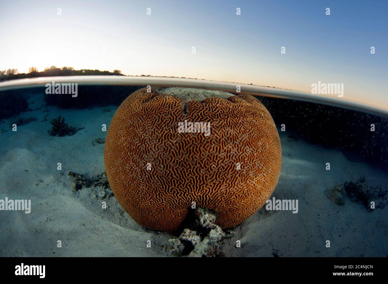 Brain coral, Platygyra sp., at sunset, Heron Island, Great Barrier Reef, Australia Stock Photo