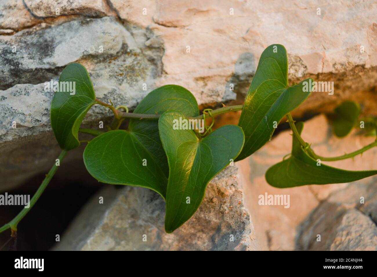 Heart-shaped leaves, common smilax (lat. Smilax aspera) growing inside the sharp rocks, Mediterranean plant, symbol of love Stock Photo
